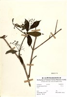 藏品(華八仙)的圖片